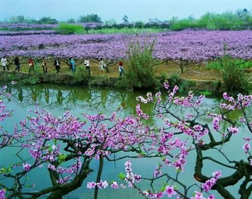 清明节成都踏青赏花好去处——LUTUBE下载地址欧迪办公家具推荐